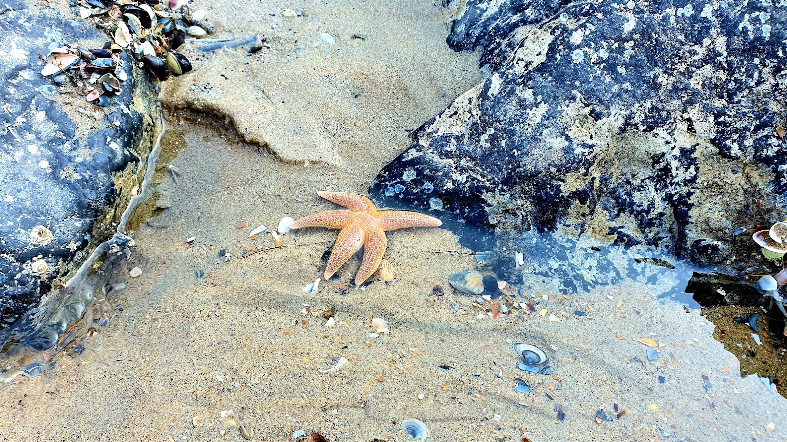 étoile de mer bredene